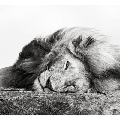 LAZY LION
