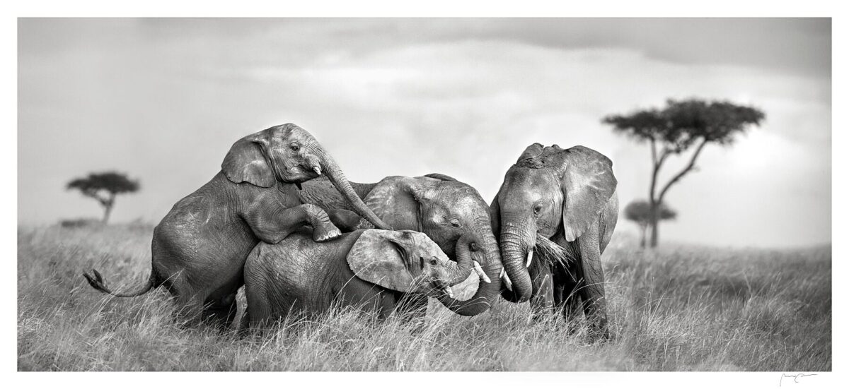 PLAYTIME ON THE SAVANNAH