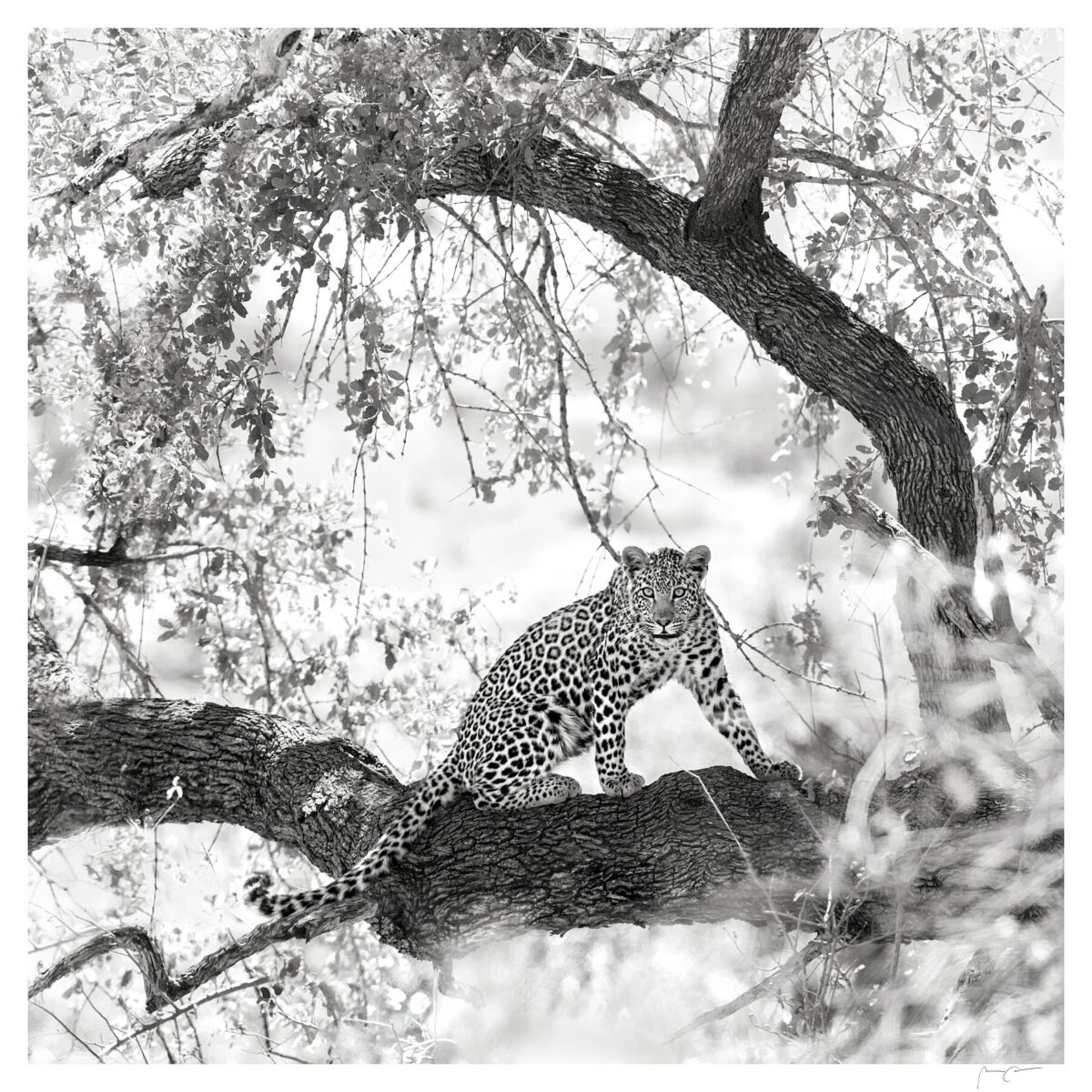 RISING LEOPARD