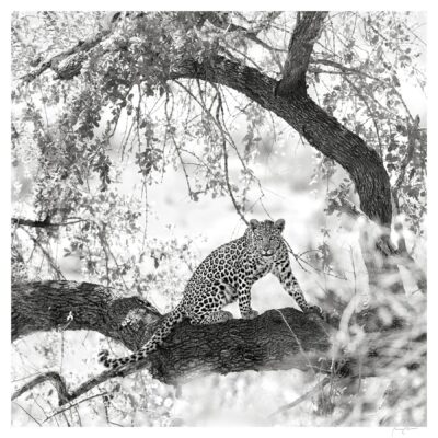 RISING LEOPARD