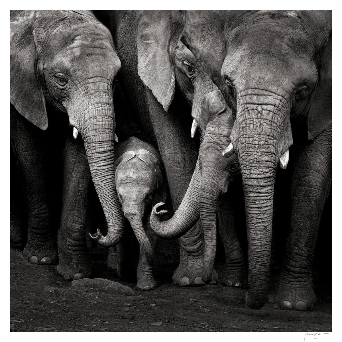 THE HEART OF THE HERD