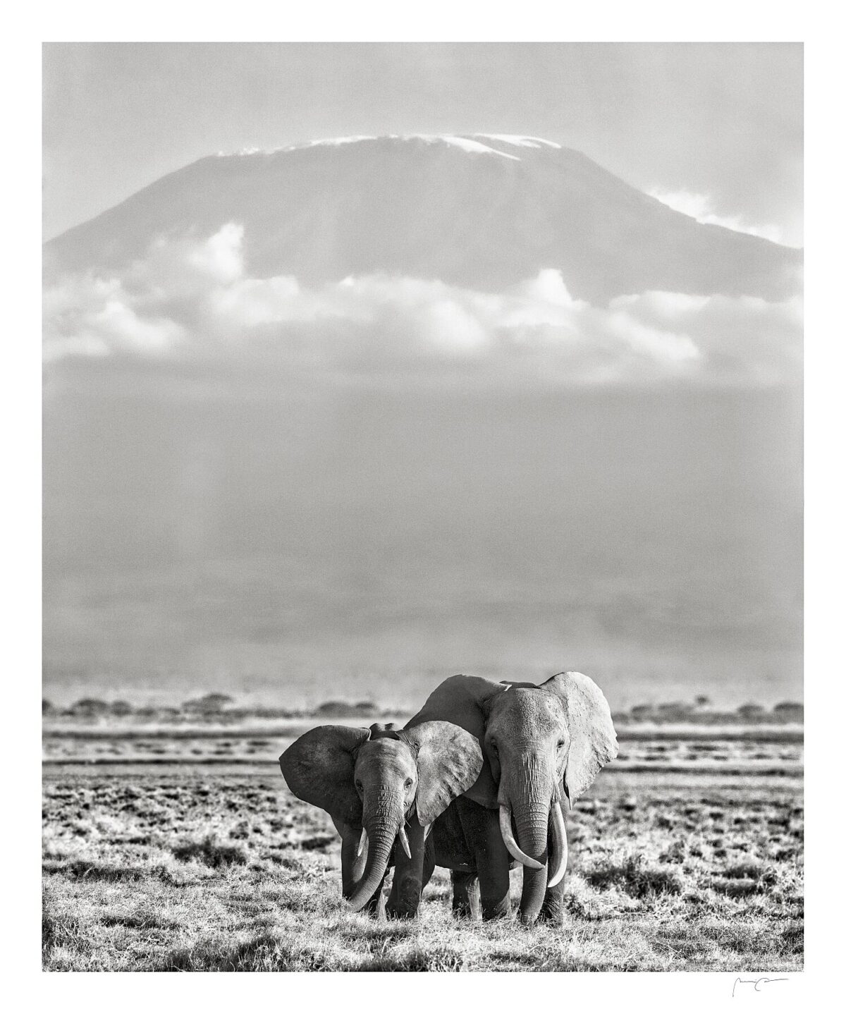 SAFE BENEATH KILIMANJARO