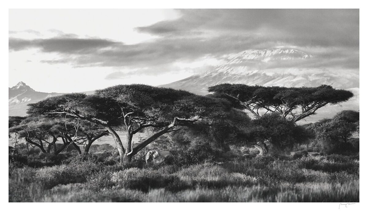 UNDER KILIMANJARO'S GAZE