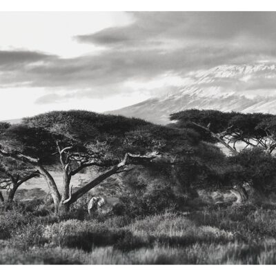 UNDER KILIMANJARO'S GAZE