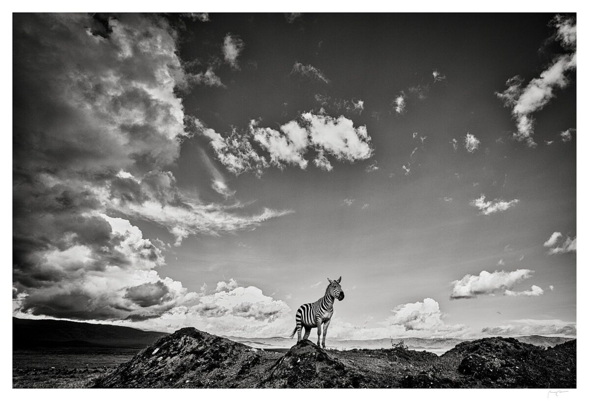 ON THE EDGE OF THE WILD