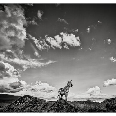 ON THE EDGE OF THE WILD