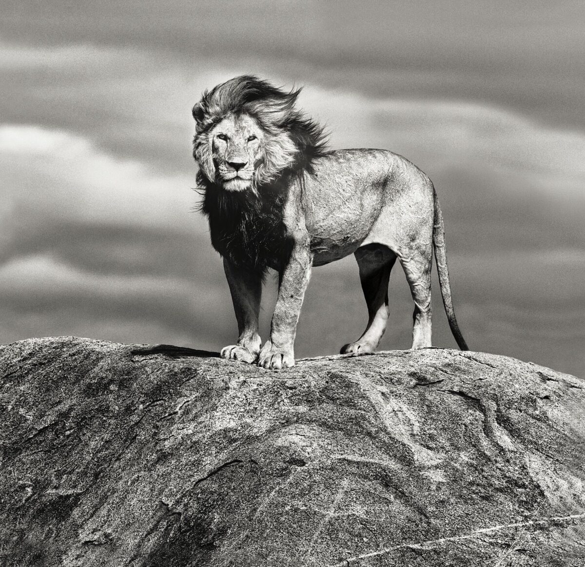 UNTAMED