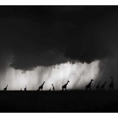GIANTS IN THE SILENT STORM