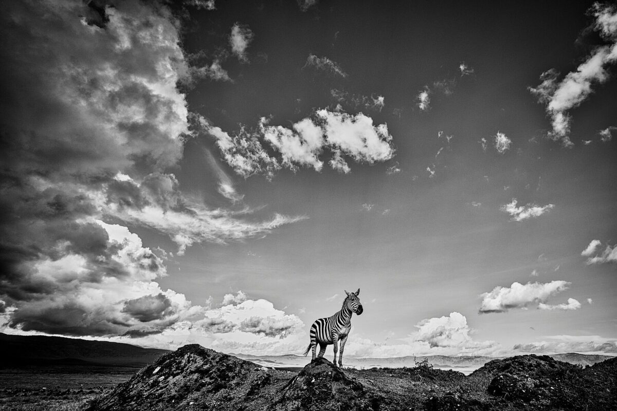 ON THE EDGE OF THE WILD