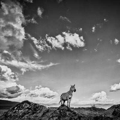 ON THE EDGE OF THE WILD