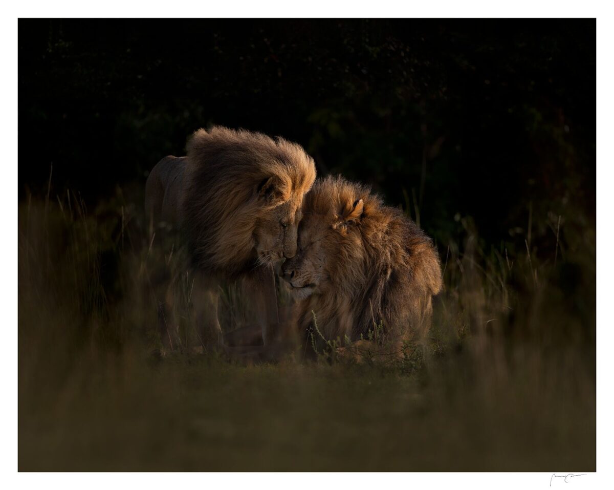Oloshipa & Oloimina