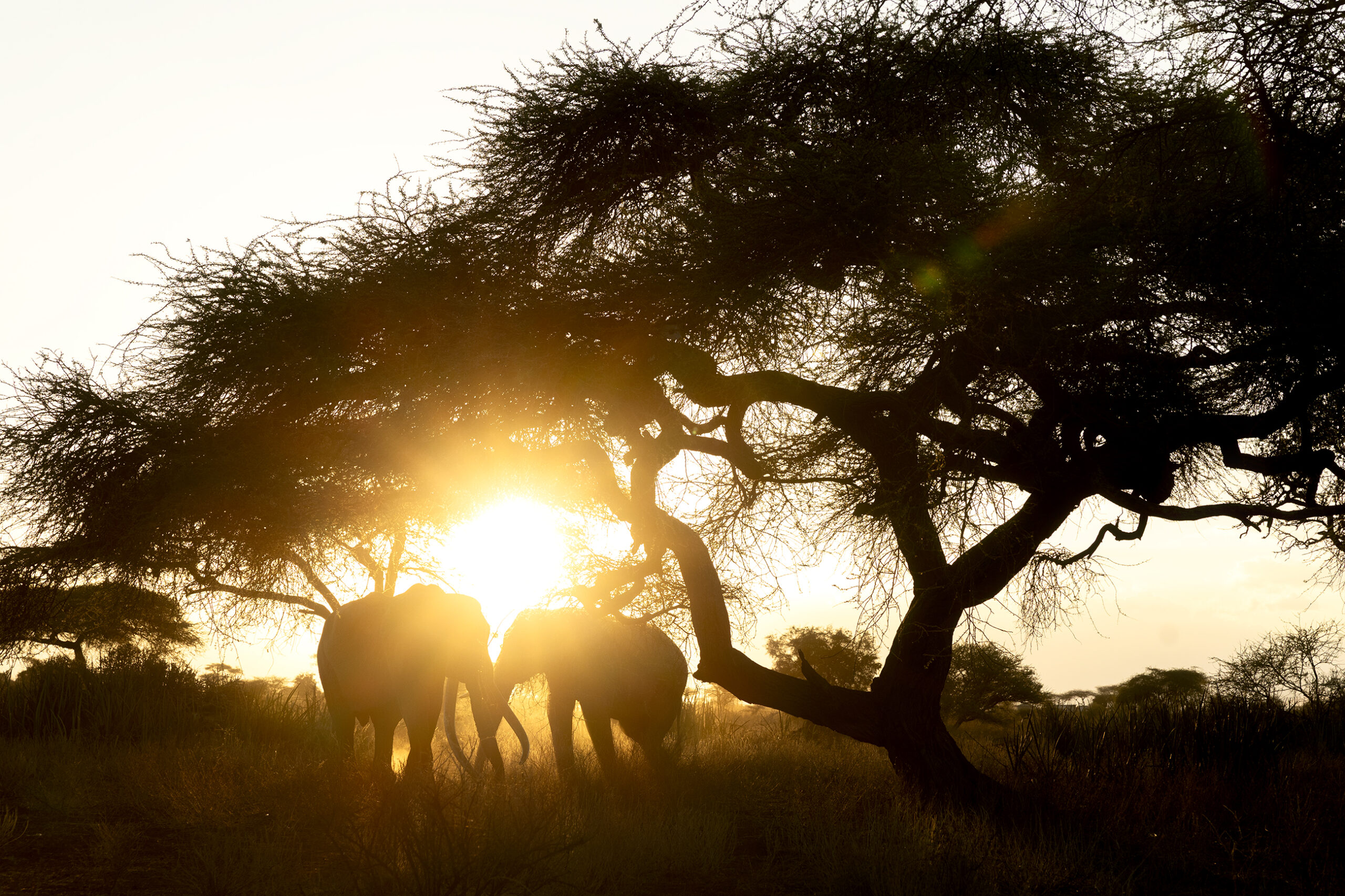 KENIA: Amboseli y Masai Mara 2026