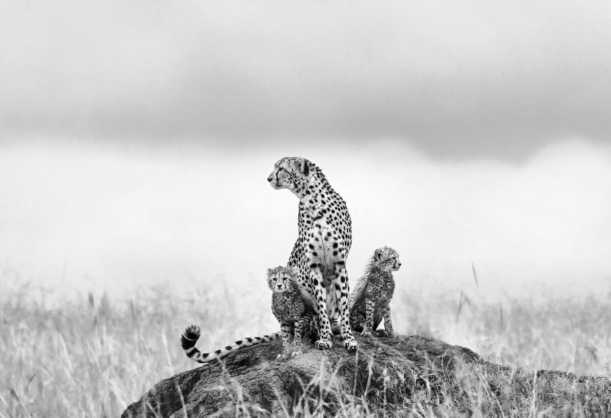 IMANI AND HER TWO CUBS