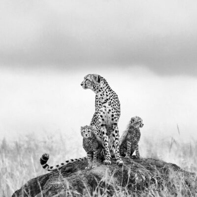 IMANI AND HER TWO CUBS