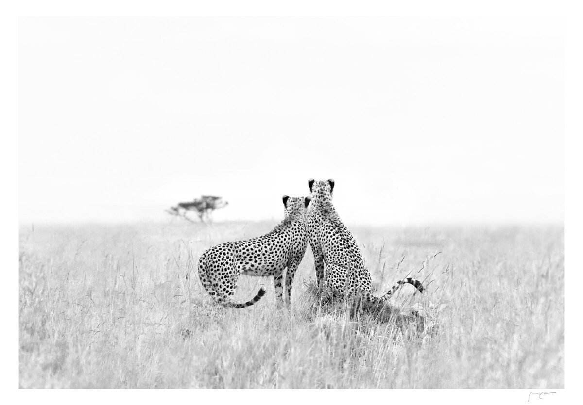 THE WILD SHAPE OF SILENCE