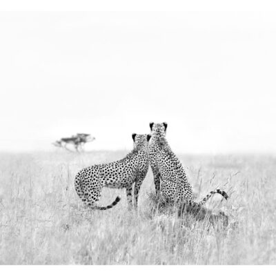 THE WILD SHAPE OF SILENCE