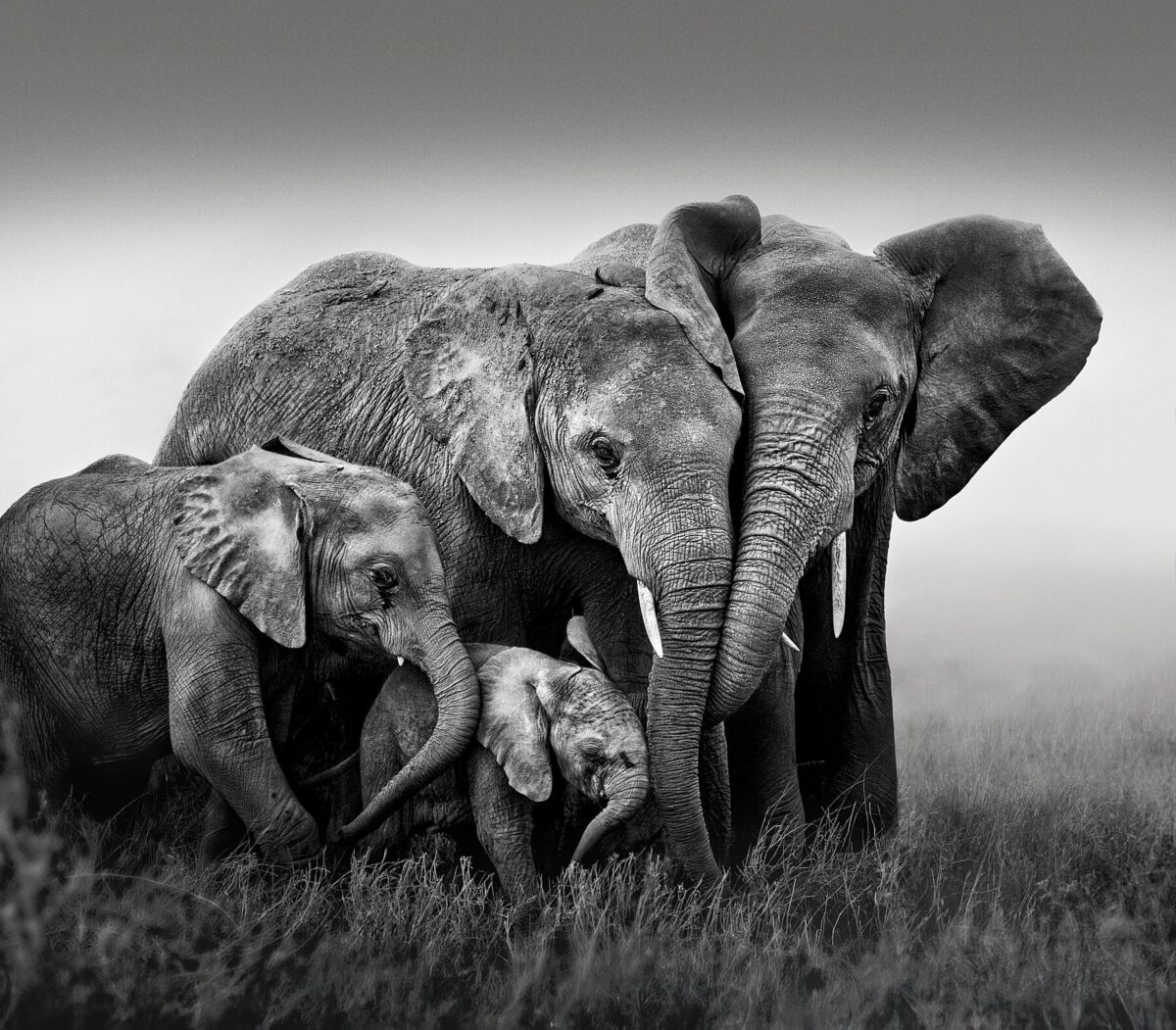 THE ANCIENT SHAPE OF LOVE